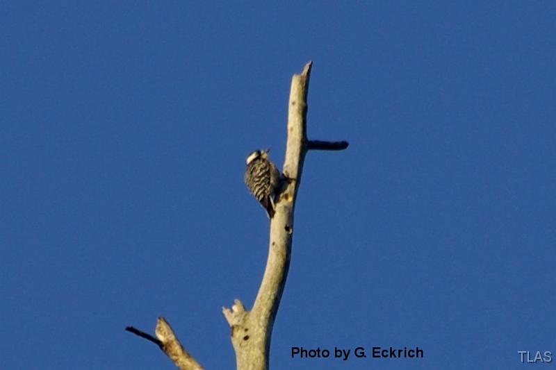 Red-cockaded Woodpecker 031508